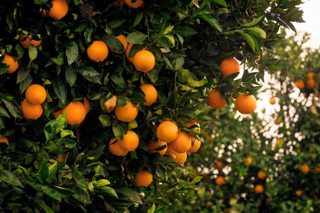 Fresh Andalusian oranges ripening on lush green trees under the winter sun — a hallmark of southern Spain and a key ingredient in La Esperanza Granada’s signature desserts, including the best panna cotta recipe with a Spanish twist.